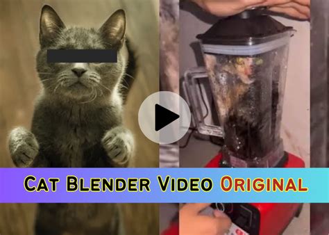 cat in blender twitter full video|Saw the cat in blender video cant get it out of my mind